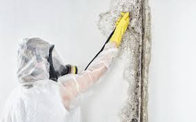 Best Industrial Mold Remediation  in Holyoke, MA